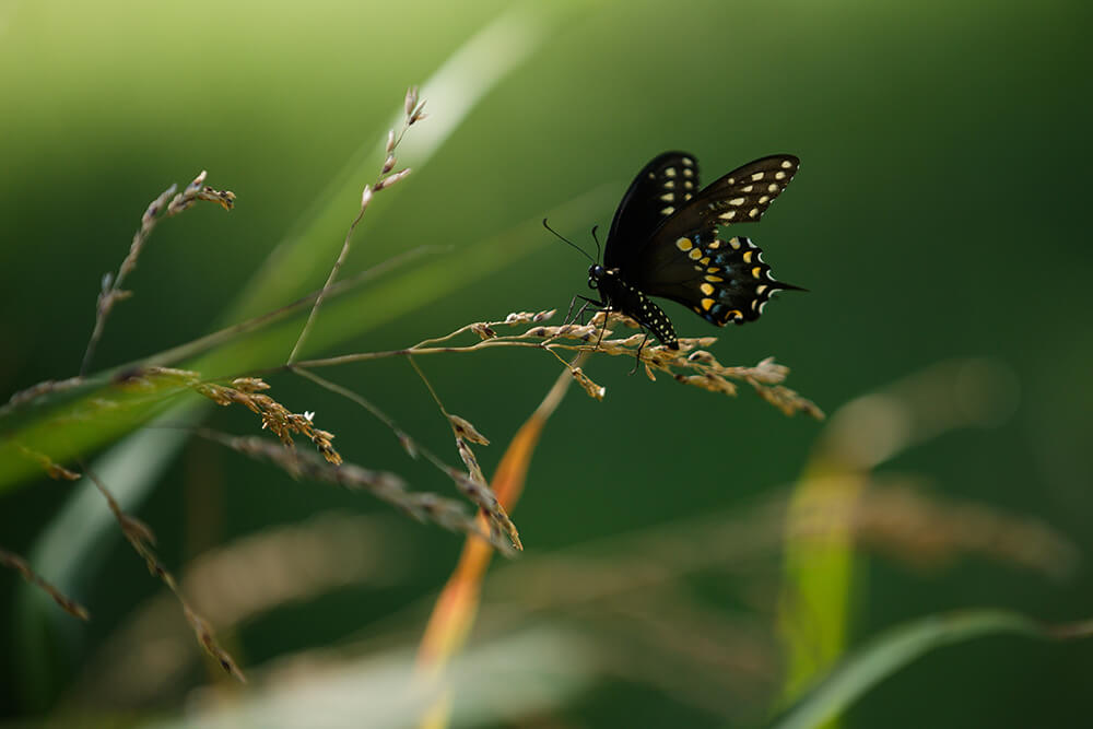 Black butterfly resting on forage in pasture