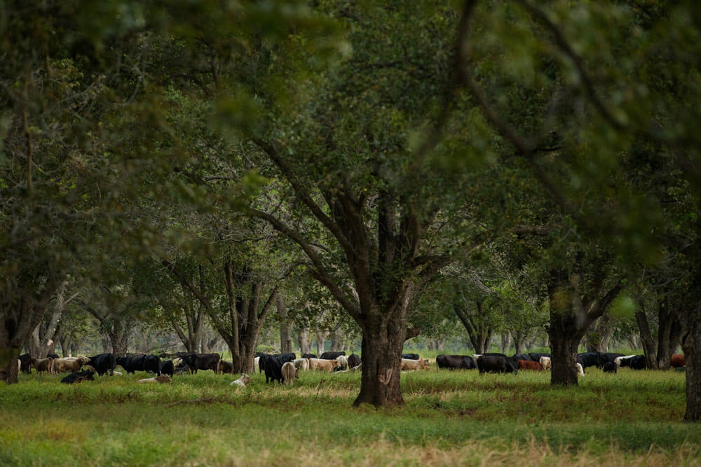 Cattle grazing in a pecan grove