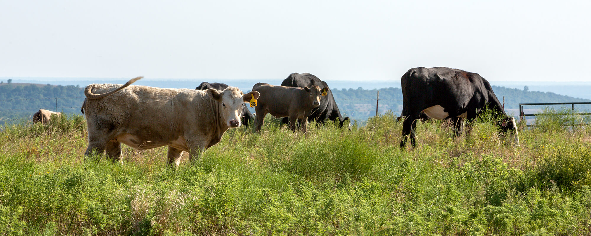 Cattle grazing on a hilltop