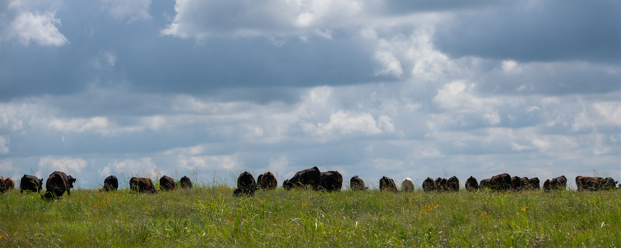 Cattle grazing in a pasture on the horizon