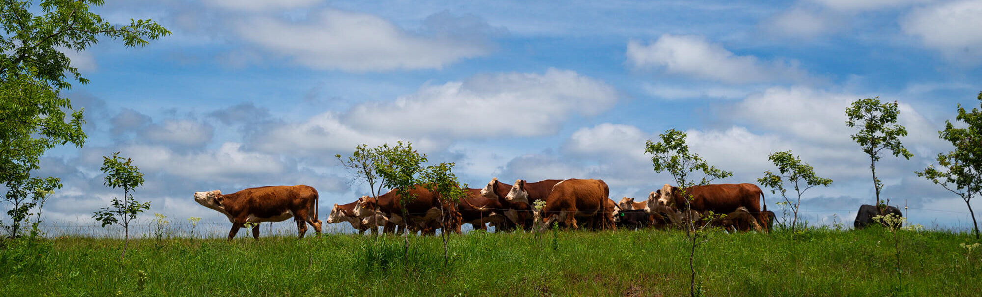 Cattle grazing under a blue sky