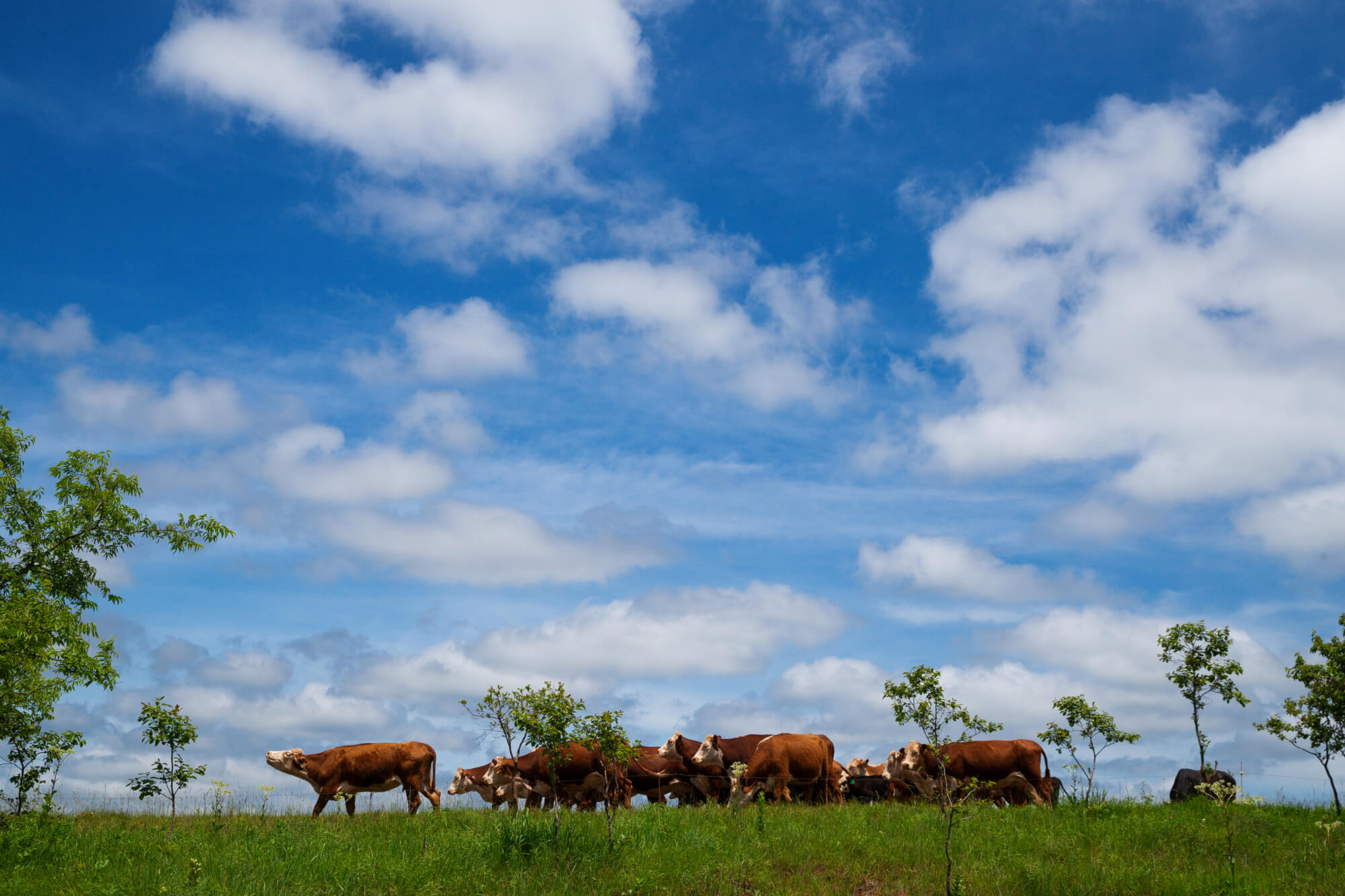 Cattle grazing under a blue sky