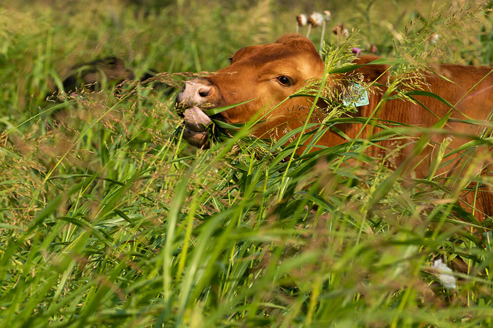 Cow grazing in very tall grass