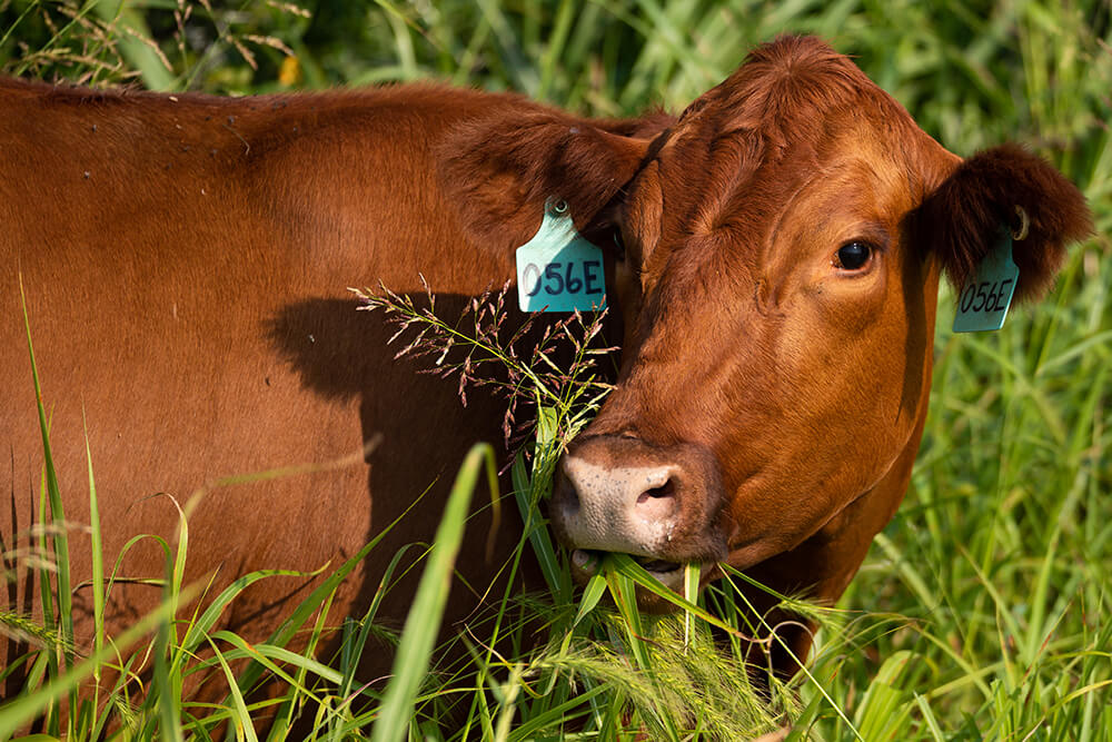 Cow grazing in tall grass