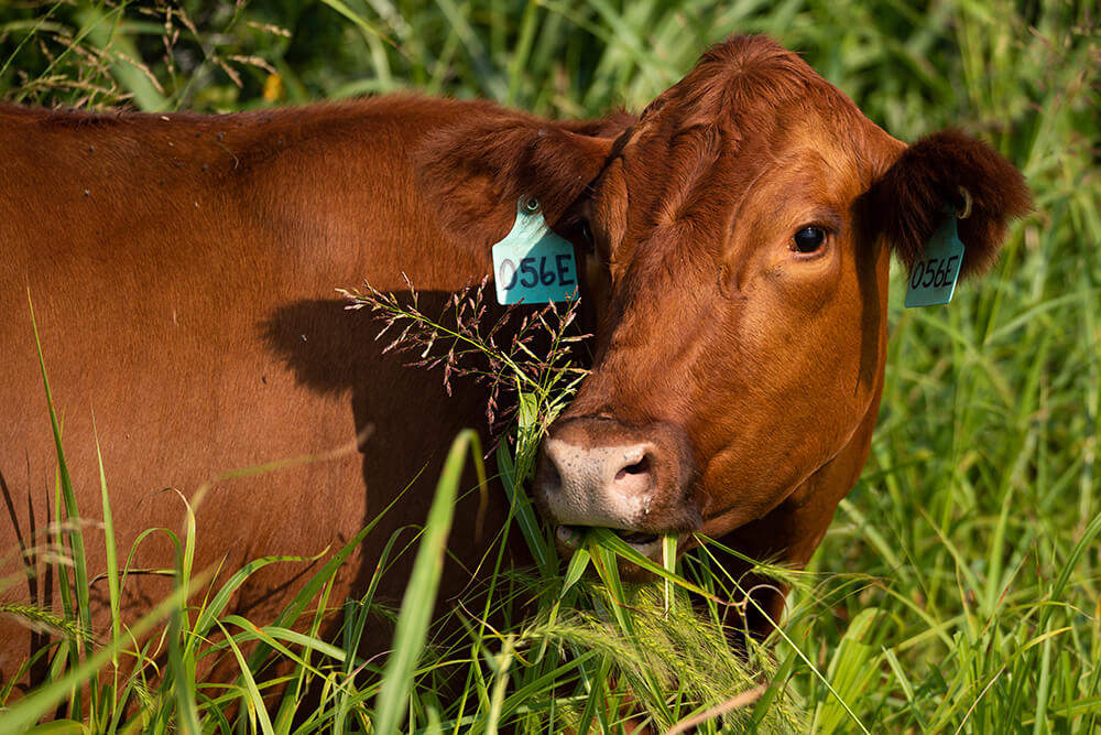 Cow grazing on forage in pasture
