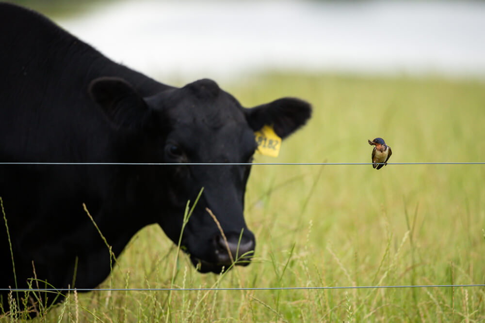 Cow looks at a bird sitting on a fence wire
