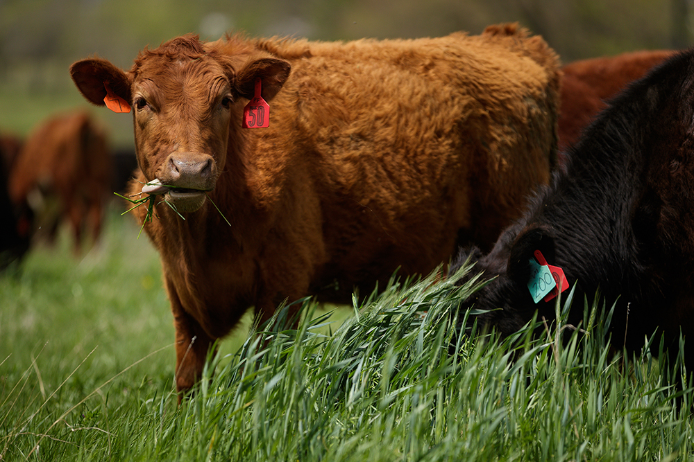 cows grazing pasture
