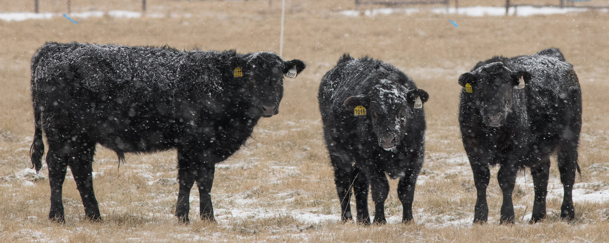 Cows in cold weather
