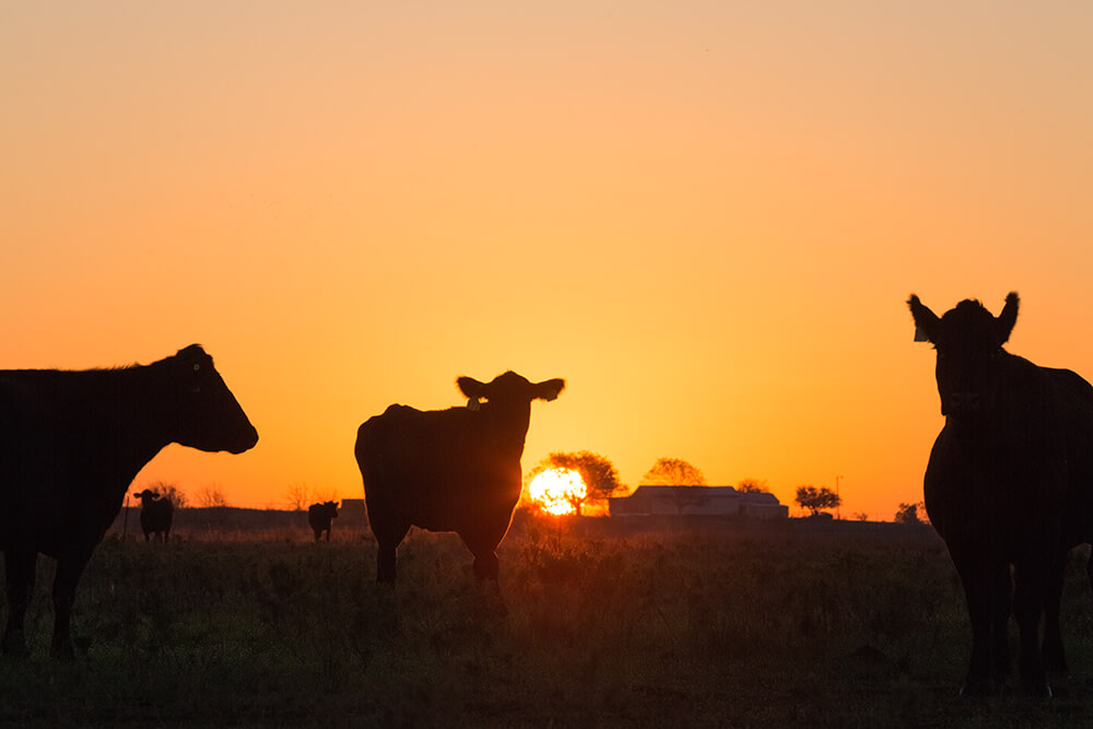 Cows standing in pasture at sunset