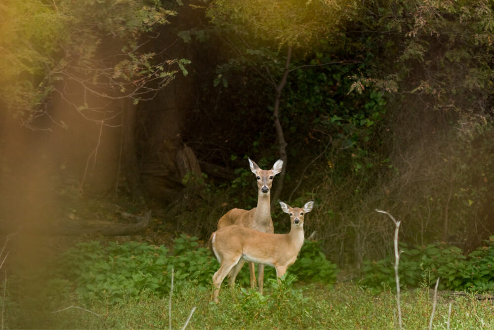 Doe and fawn deer stand in a clearing at the edge of a forest