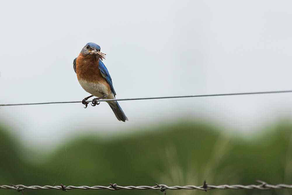 Bluebird sitting on fence, eating a cricket