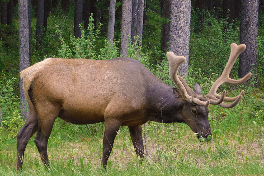 Elk grazing near woodland