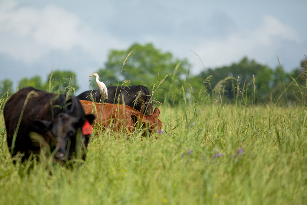 Cattle grazing in tall grass pasture with egrets
