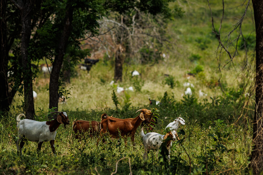 Goats grazing in a shaded area with plenty of forbs and browse