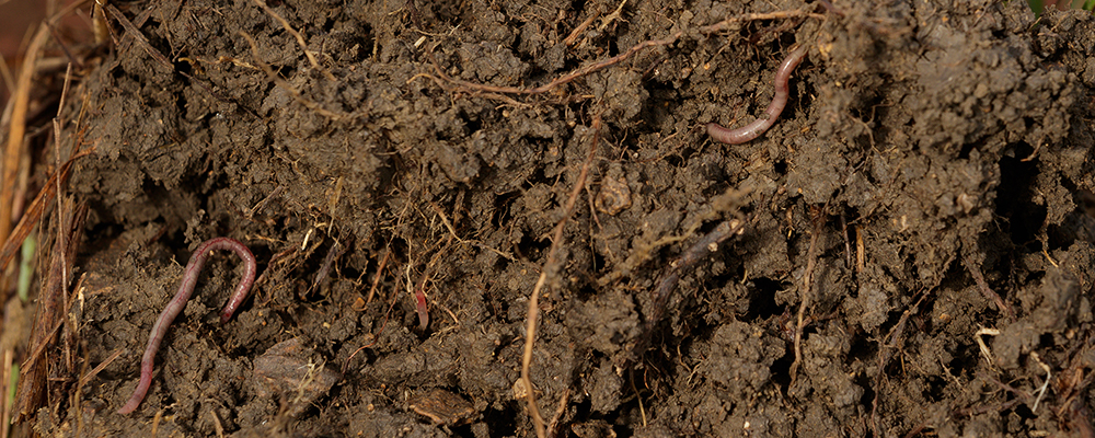 Soil with earthworms and roots