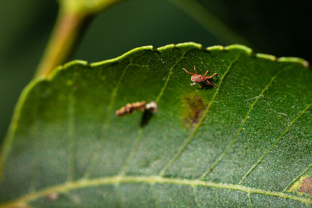 Insects on pecan leaves