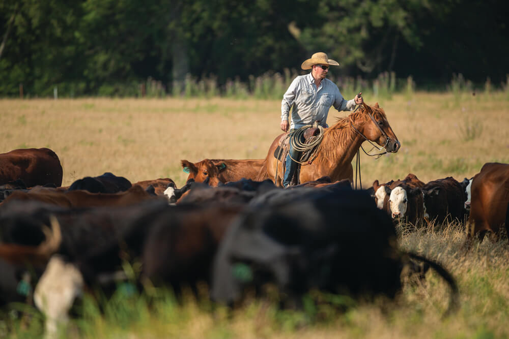 Joe Pokay moving cattle on horseback