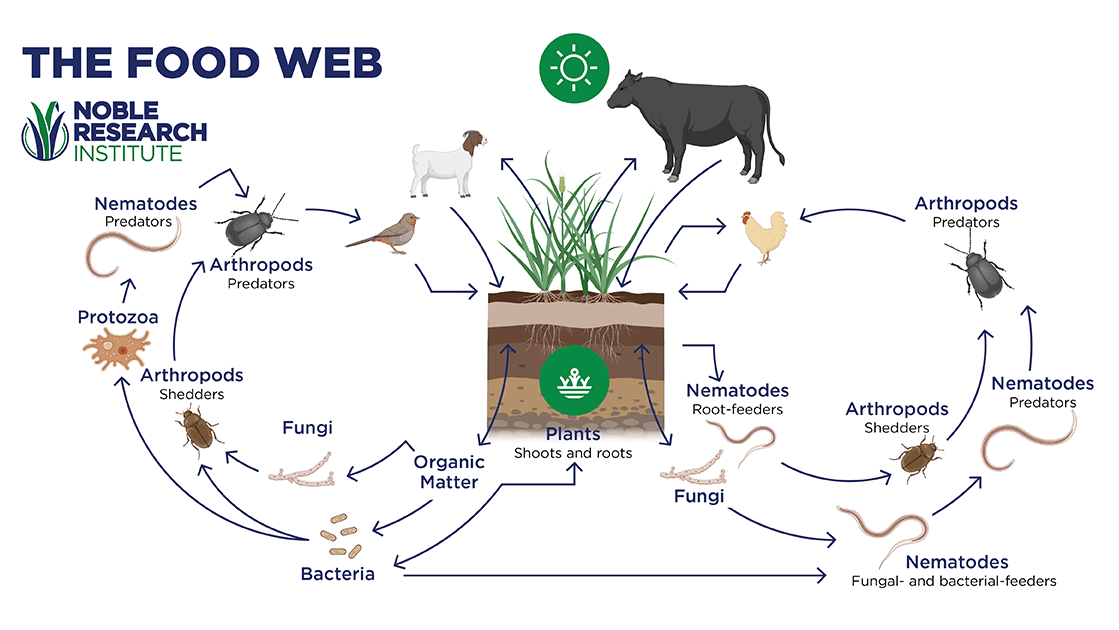 The Food Web Infographic shows the nutrient cycle moving from plants producting organic matter to fungi and bacteria, to protozoa and nematodes, to arthropods, to birds and livestock.