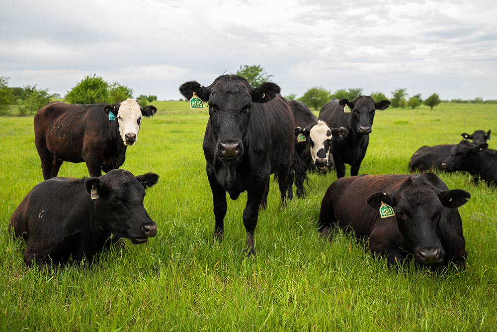 A group of black cows, some with white faces, looks into the camera