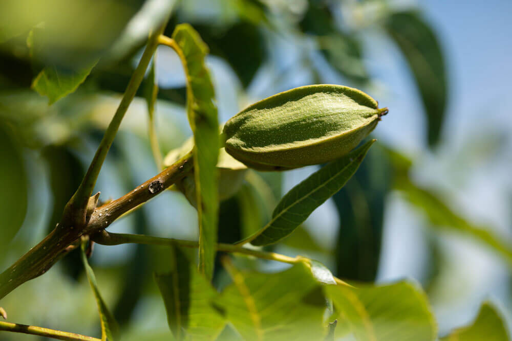 Pecan tree closeup with leaves and nut on branch