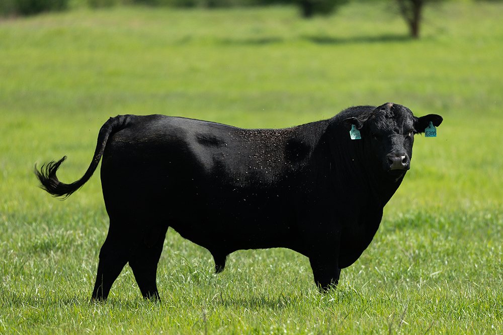 A large black bull standing in field
