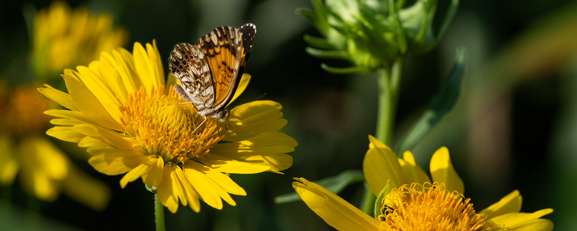 Butterfly resting on flower