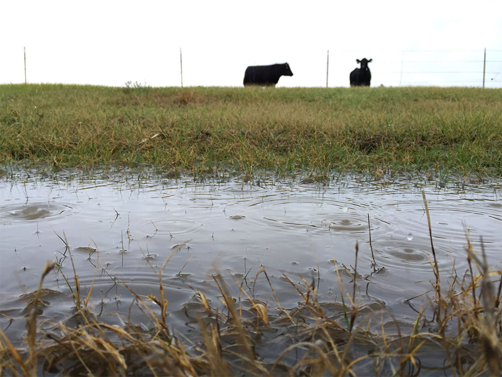 Raindrops falling in a puddle in a cow pasture.
