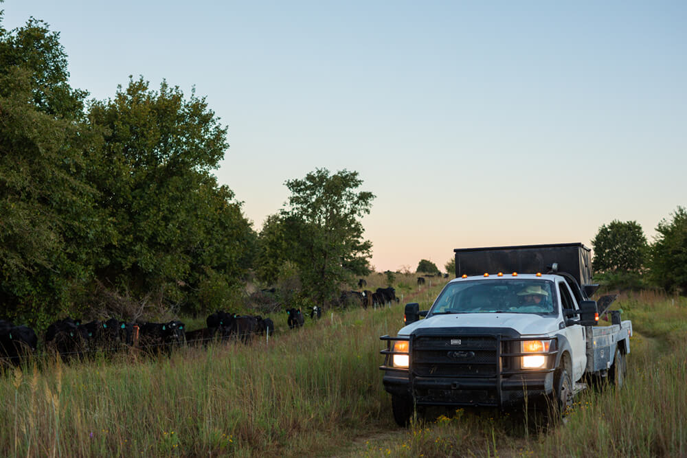 Rancher in a truck watches cattle