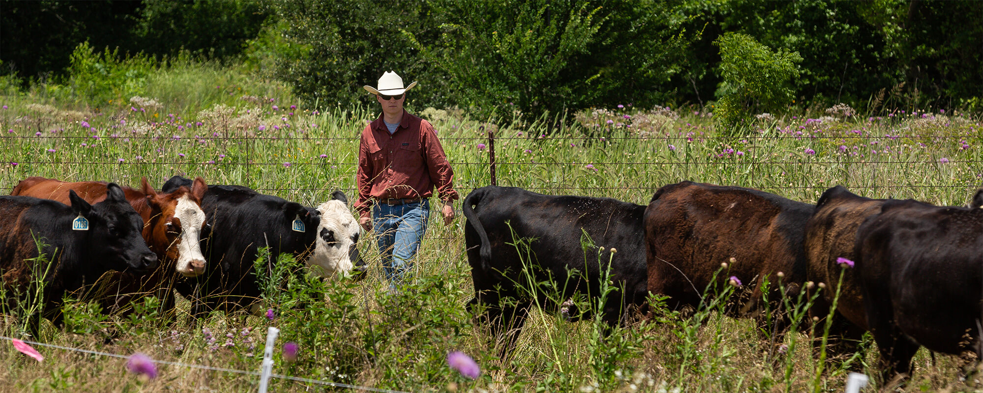 10 Things You Should Do To Get Started With Regenerative Grazing