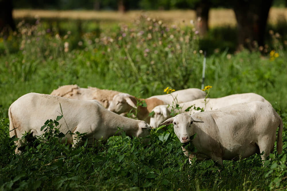 Sheep grazing a pasture of diverse plant life