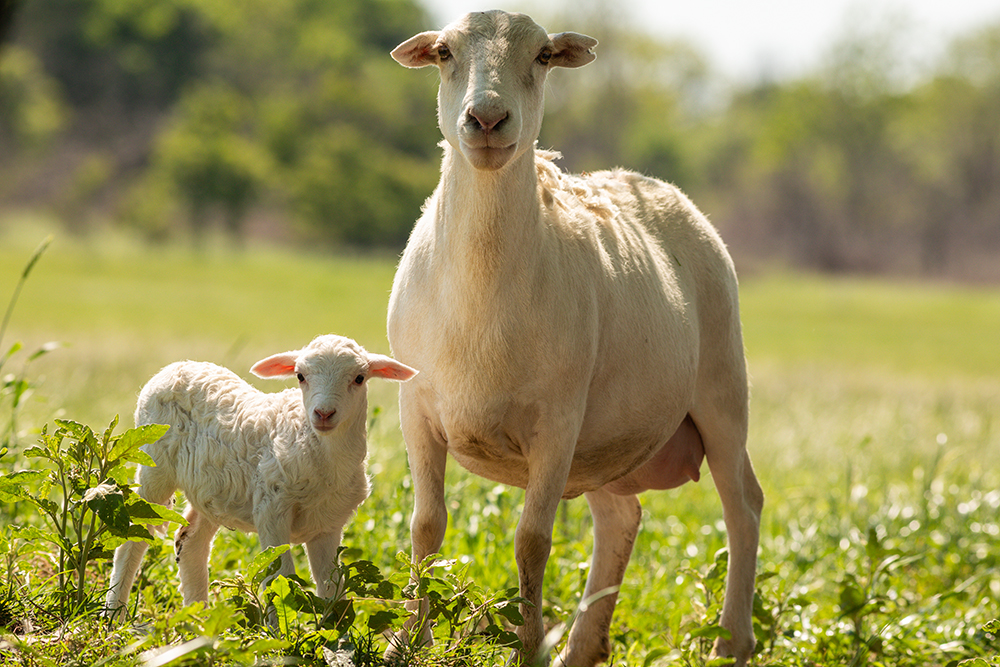 Ewe Sheep with Lamb