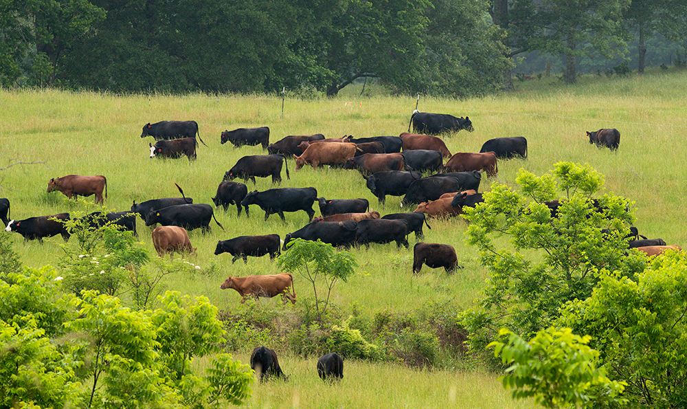 A large herd of cattle grazes in green pasture, rimmed with brush and trees