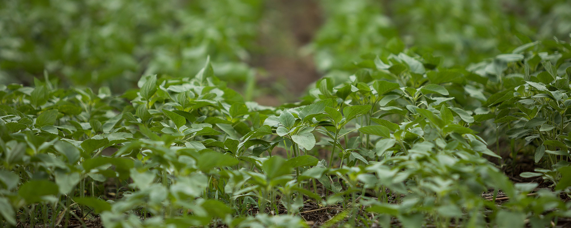 So You Want To Grow Cover Crops: 3 Questions to Ask Before You Start