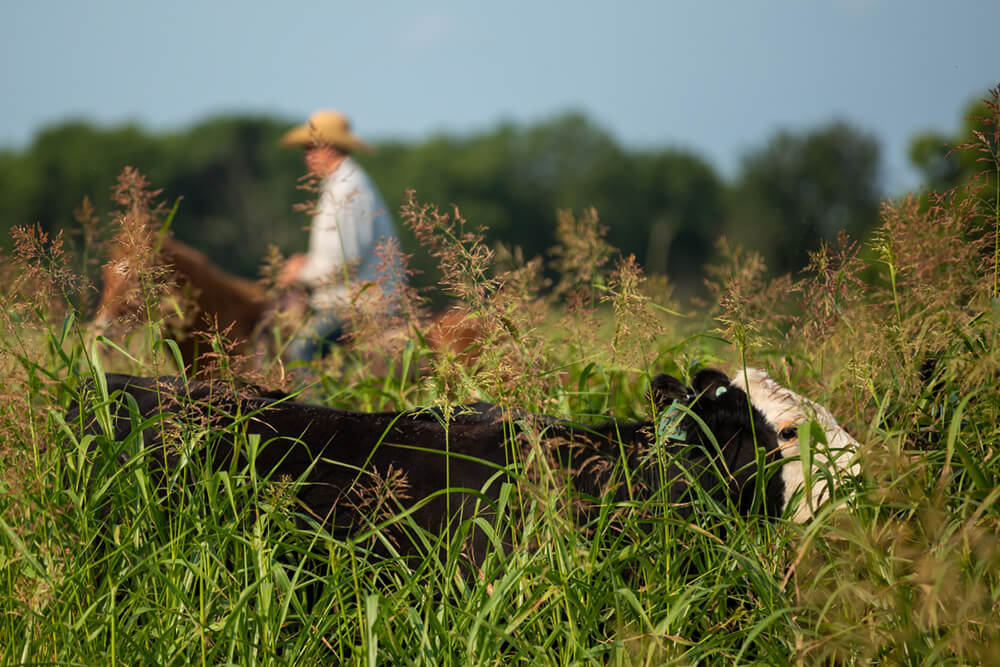 Steer grazing tall forage with rancher on horseback passing by in the background