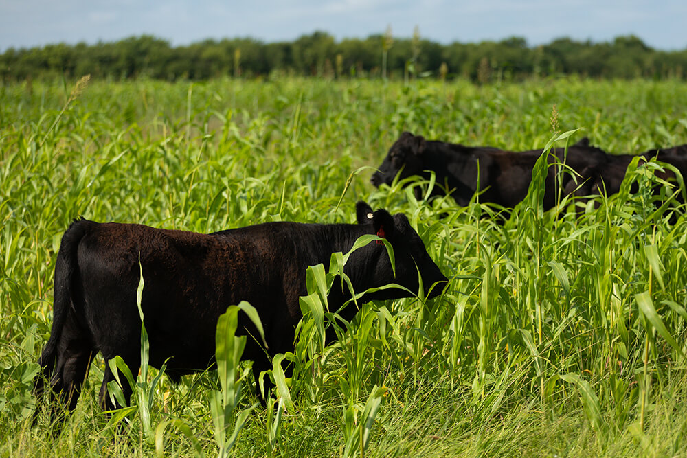 Steers grazing on tall cover crops