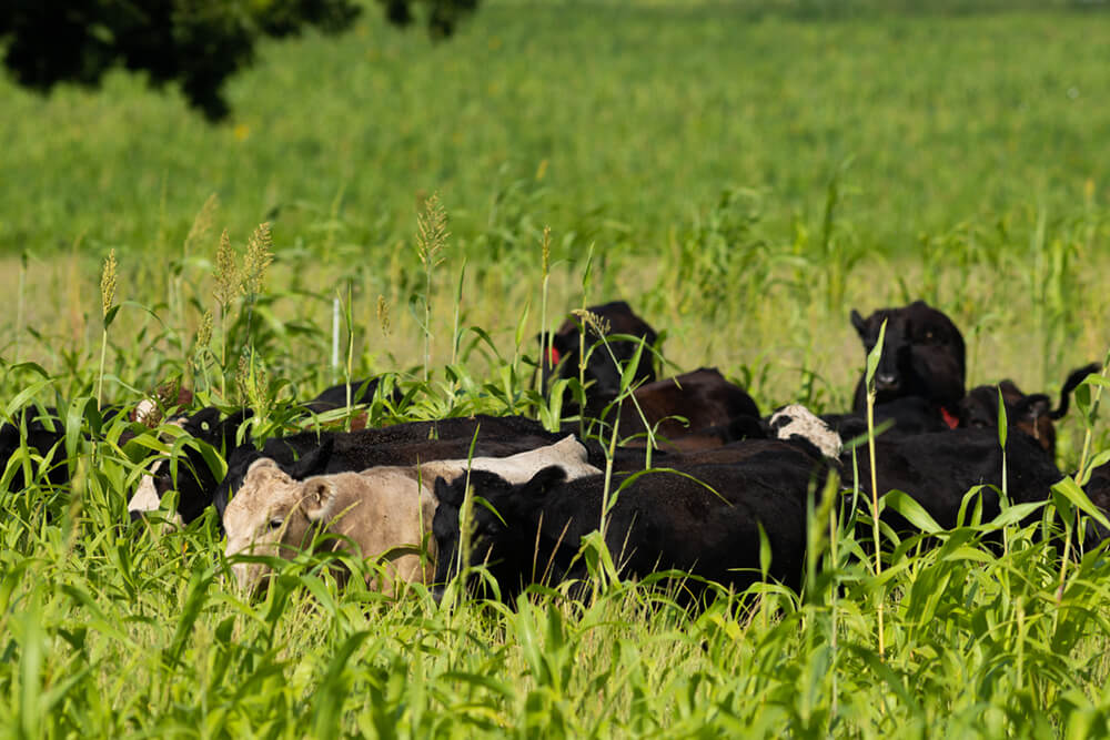 Steers grazing tall cover crops