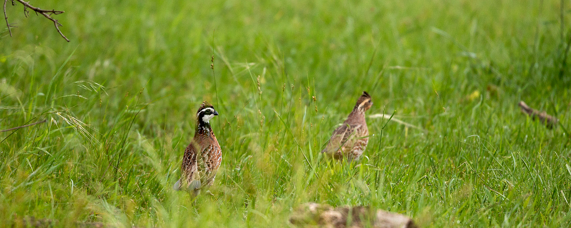 Pheasants in pasture