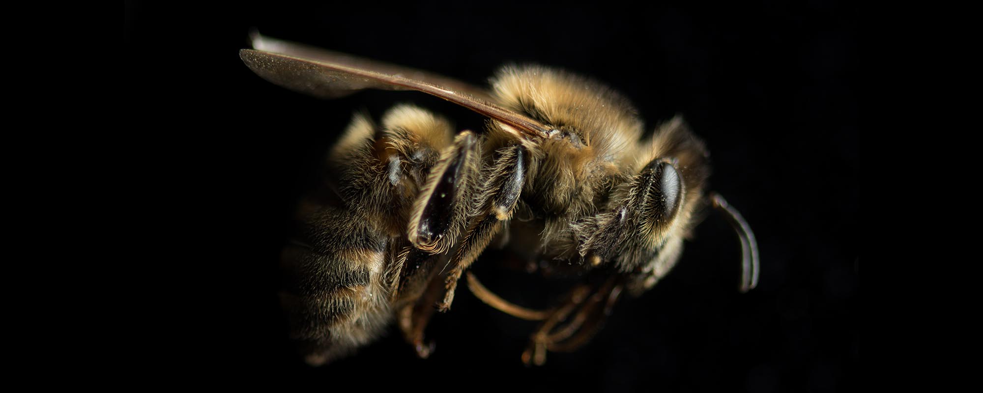 Up-close photo of a bee