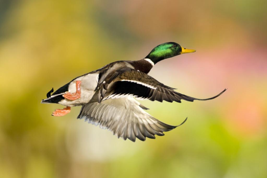 Duck flying in mid-air.