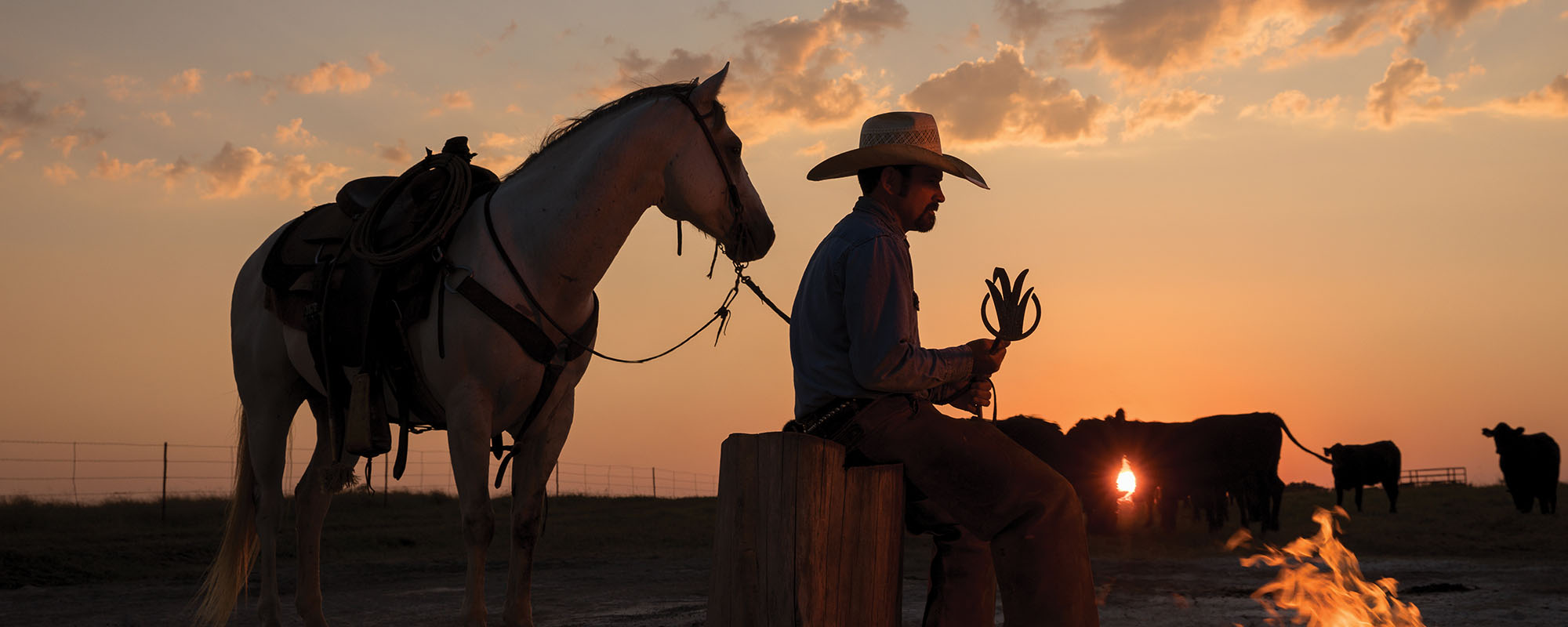 Cowboy with horse and cattle in sunset