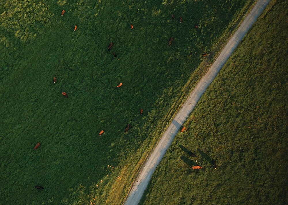 Aerial view of cattle in a pasture
