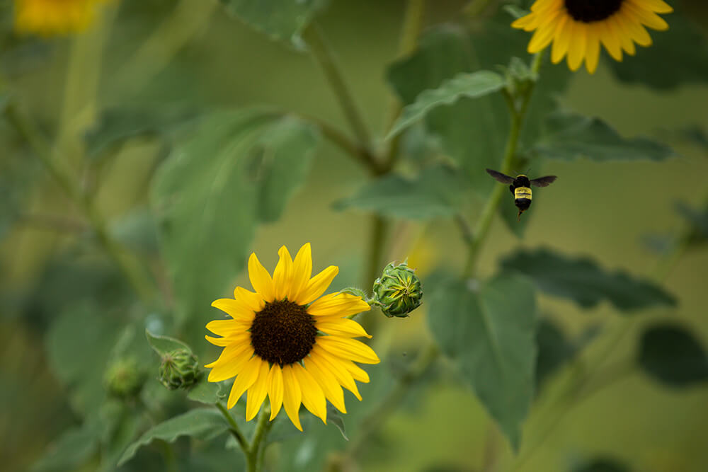 Bee hovers above a sunflower.