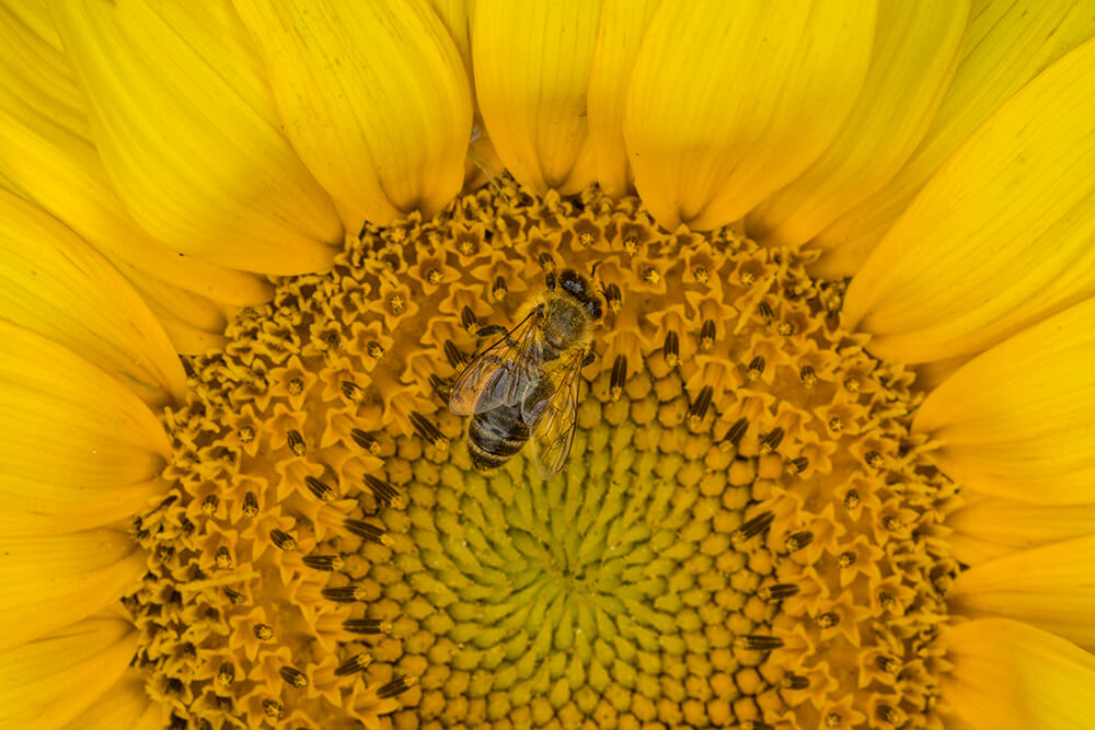 A bee pollinating a sunflower