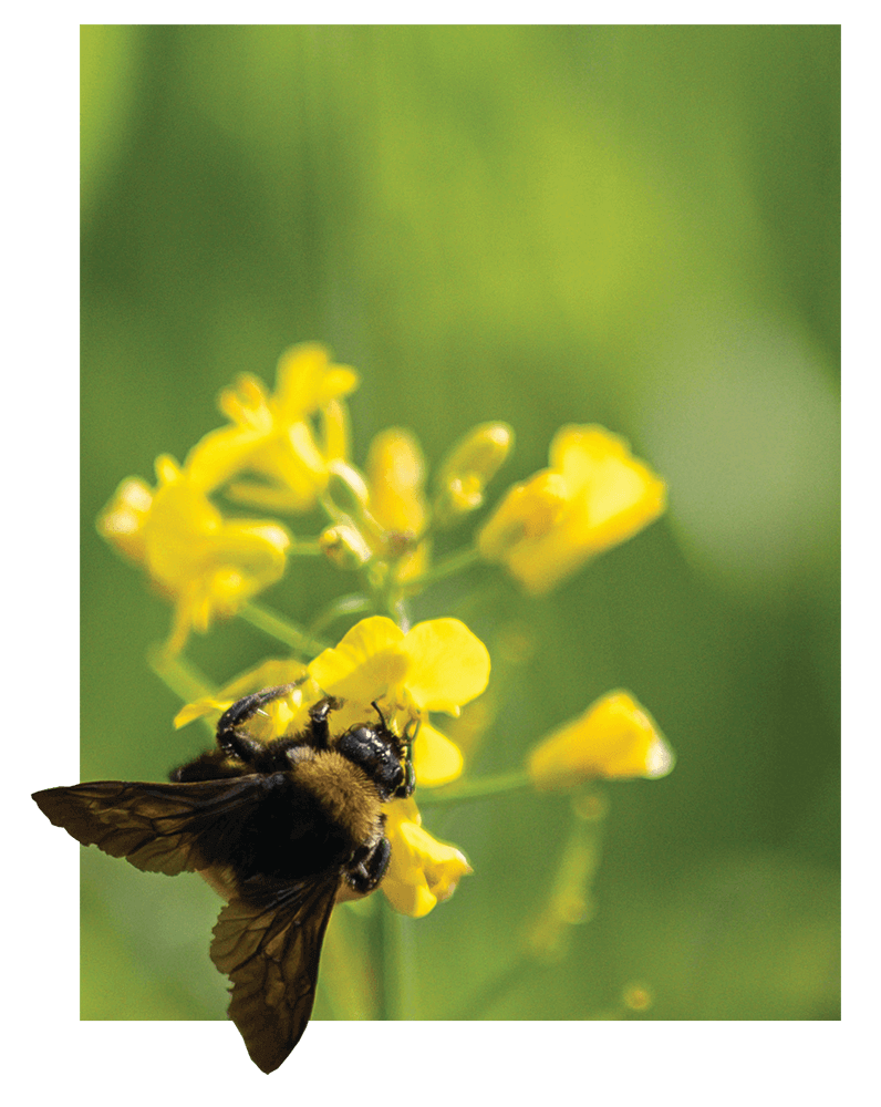 A bumble bee rests on a canola flower
