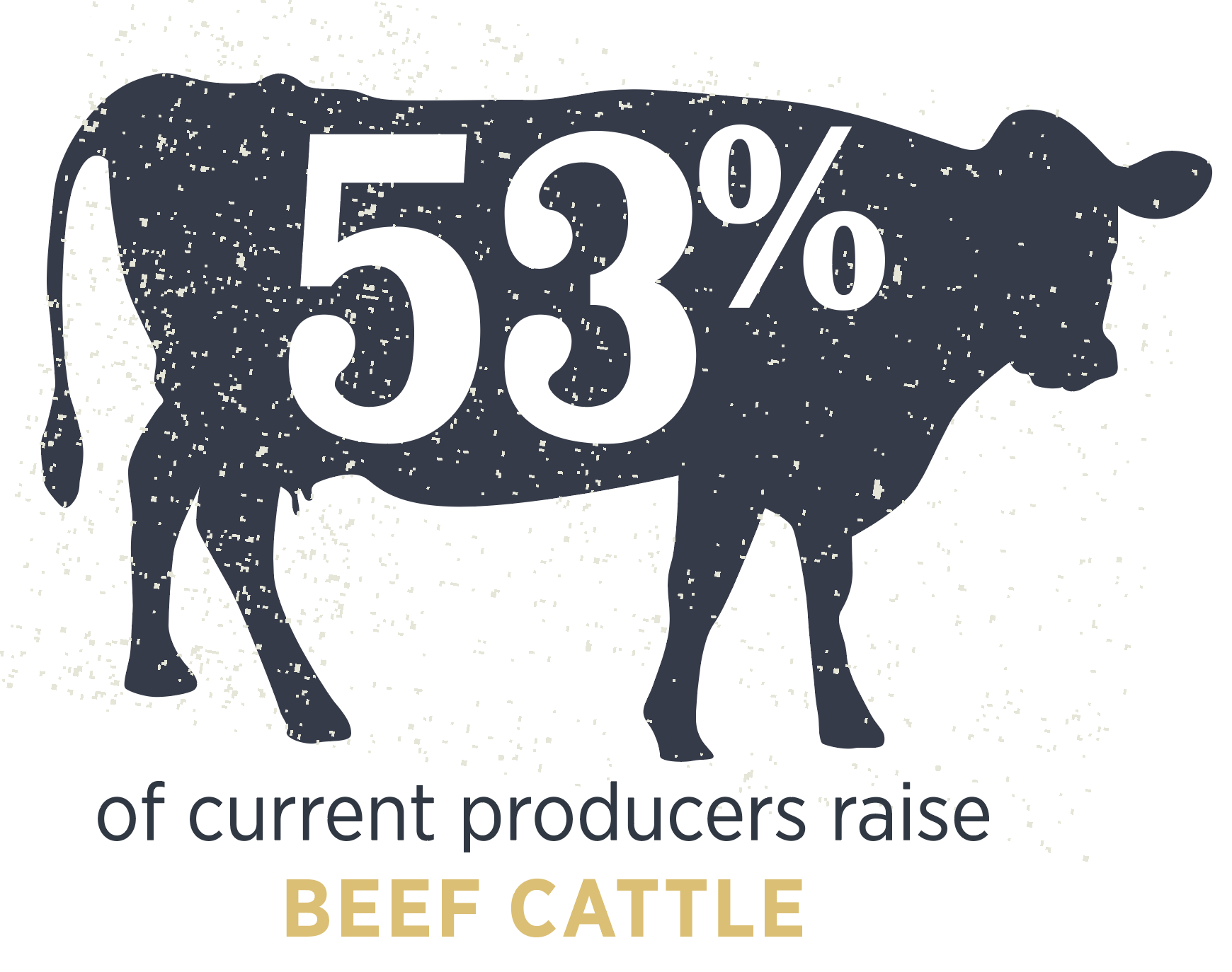 53% of current producers raise beef cattle.