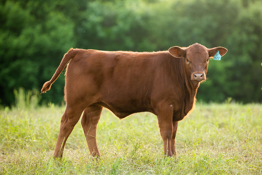 Beefmaster cow stands in pasture