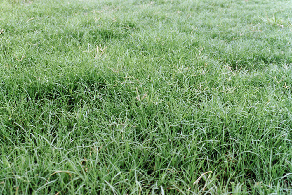 Bermudagrass pasture planted in a monoculture