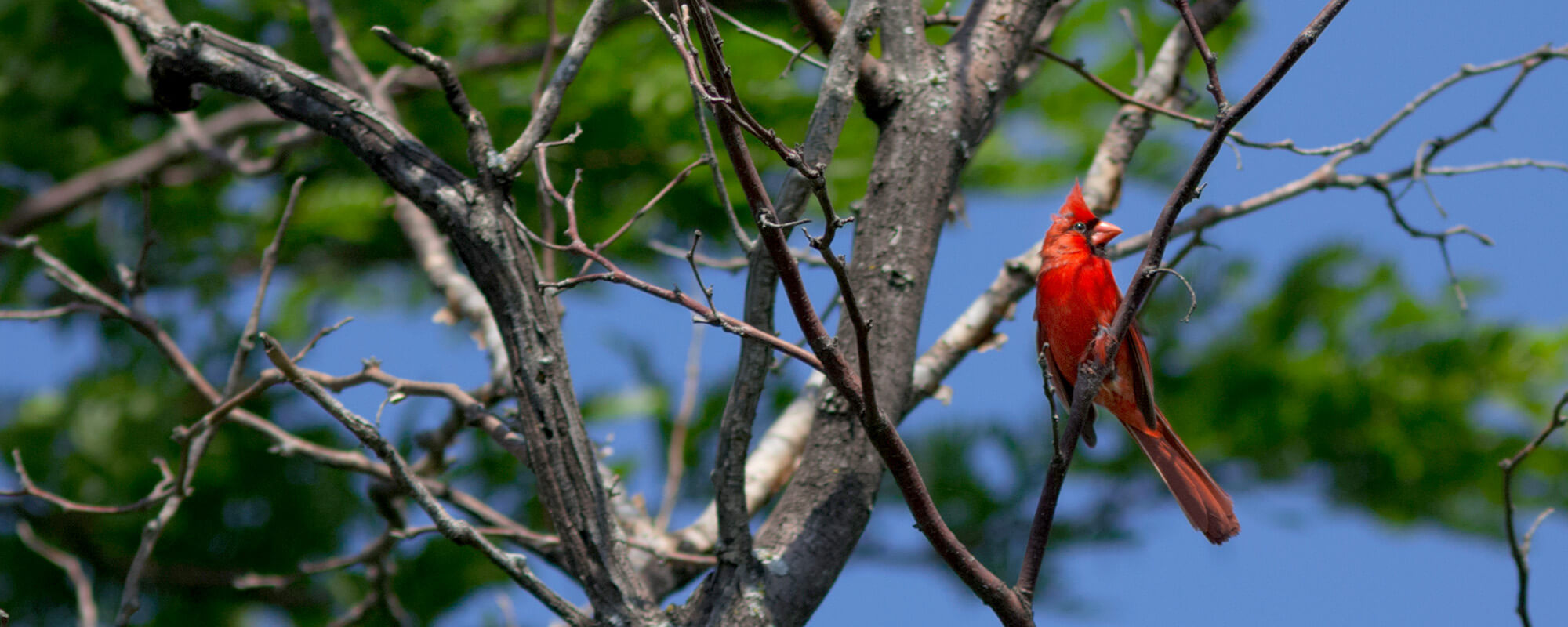 Cardinal bird in tree