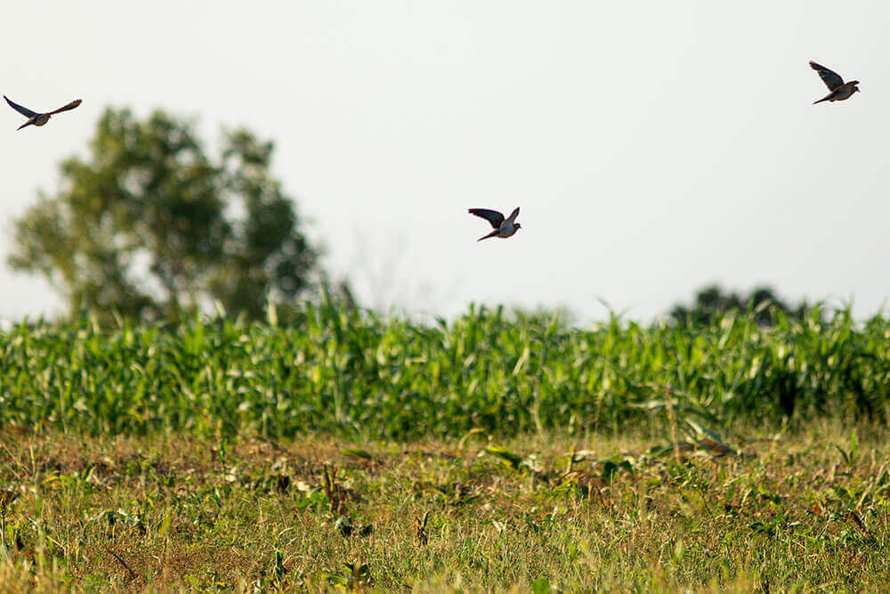 Birds fly above a cover crop field.