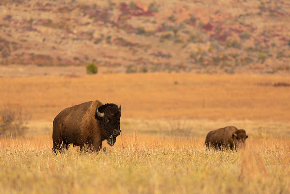 Bison grazing native rangeland on wildlife reservation